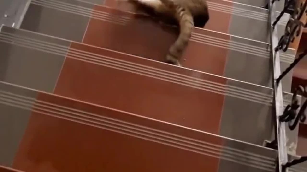 lazy cat down stairs