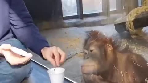 monkey reaction is amazing