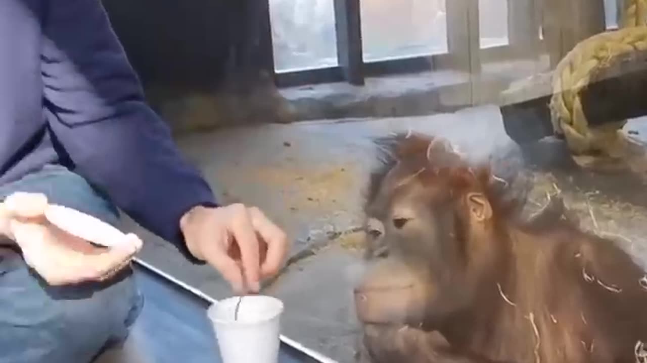 monkey reaction is amazing