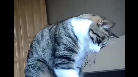 Funny Cat Video Funny Animal video..🤣 Stolen Cat Funny Video..😂