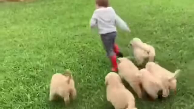 Great video of people playing with dogs