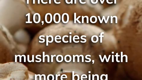 Always mushroom for more facts