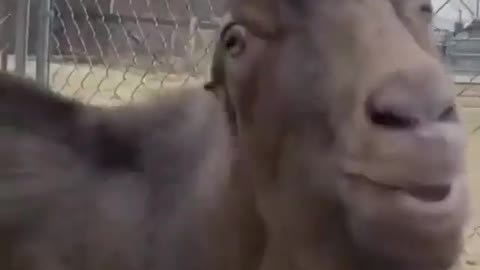 Funny goat showing her amazing face expression to her caretaker