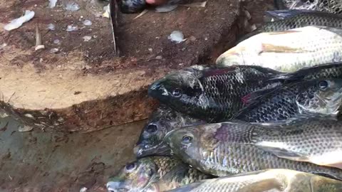 Have you seen fish being cut?