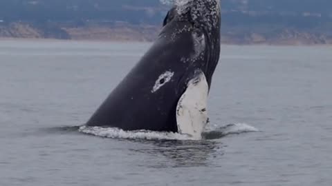 Just last week we found the same mom and calf humpback for several days