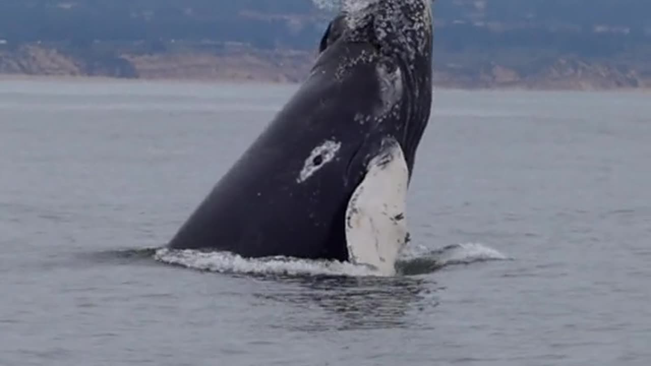 Just last week we found the same mom and calf humpback for several days