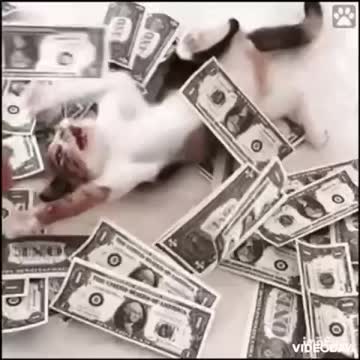 Cute Cat Money Gif! 🥰💗🐈💰