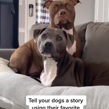 TELL YOUR DOG A STORY USING MAGIC WORDS GRAMA HOUSE.mp4