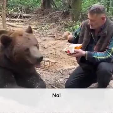 Bear Don't Eat McDonalds Burgers