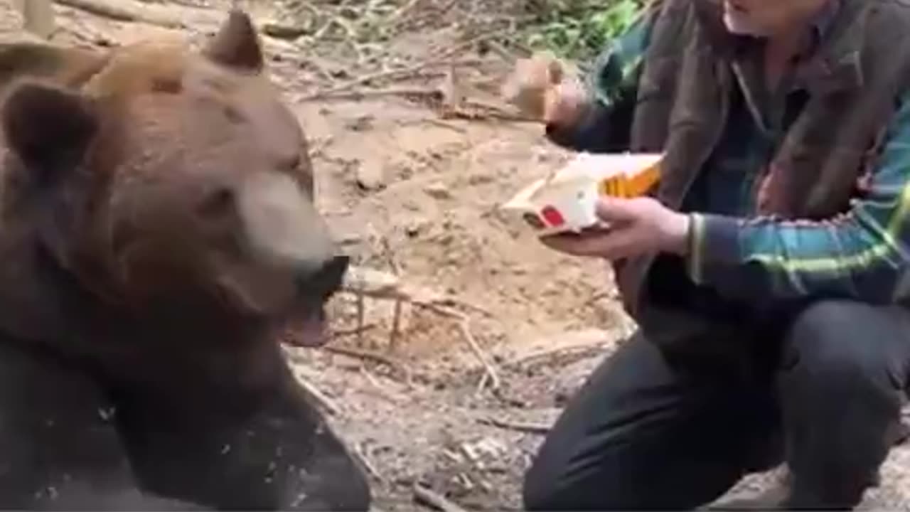 Bear Don't Eat McDonalds Burgers