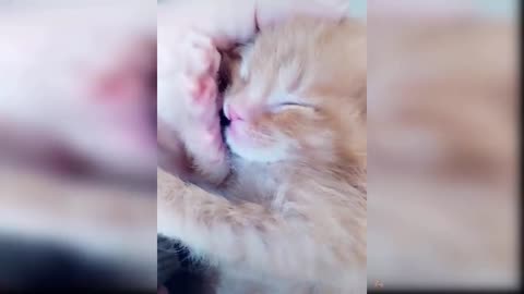 Baby Cats - #1 Collection of Cute & Funny Cat Videos 2022