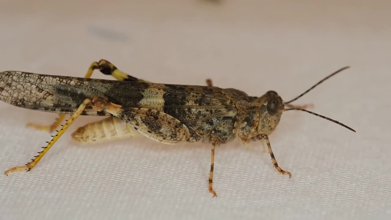 Grasshopper Insect Locust Bug Crawling Animal