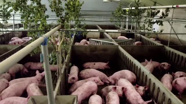 Belgian researchers study pigs' response to music