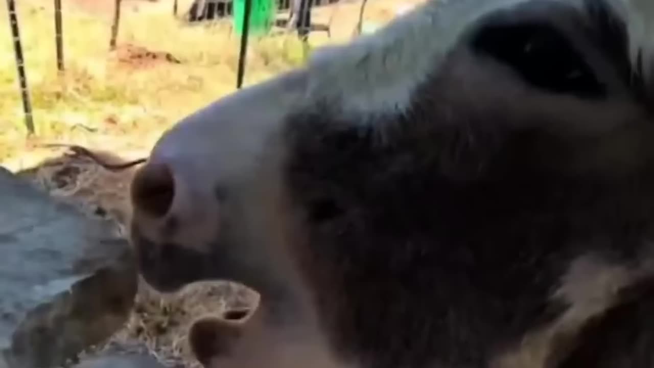 Laugh Out Loud with Hilarious Funny Animal Videos: Funny Cats, Dogs, and More