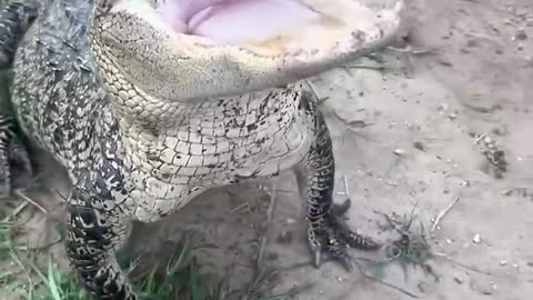 Don’t mess with these animals! #animals #coolanimals #animalsofyoutube #dangerousanimals