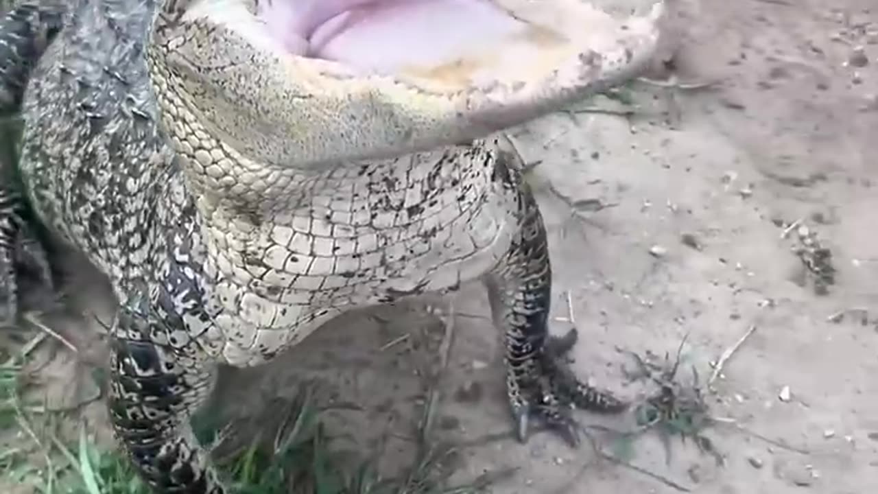 Don’t mess with these animals! #animals #coolanimals #animalsofyoutube #dangerousanimals
