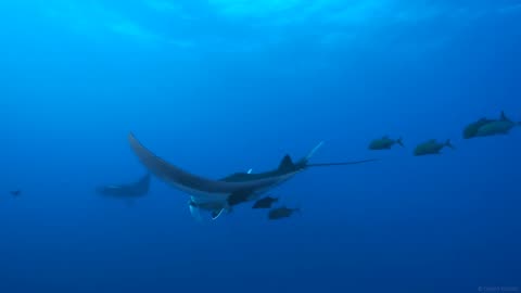Manta Rays... beautiful ❤️