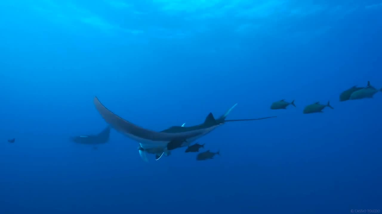 Manta Rays... beautiful ❤️