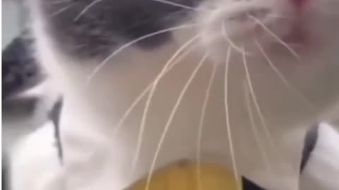 how the cat is talking