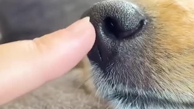 Cats and Dogs- Funny Pet Animal | FUNNY Animal Moments