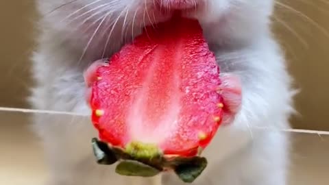 Cute Rabbit Eating 🐇😍