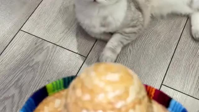 ❤️cat (3)