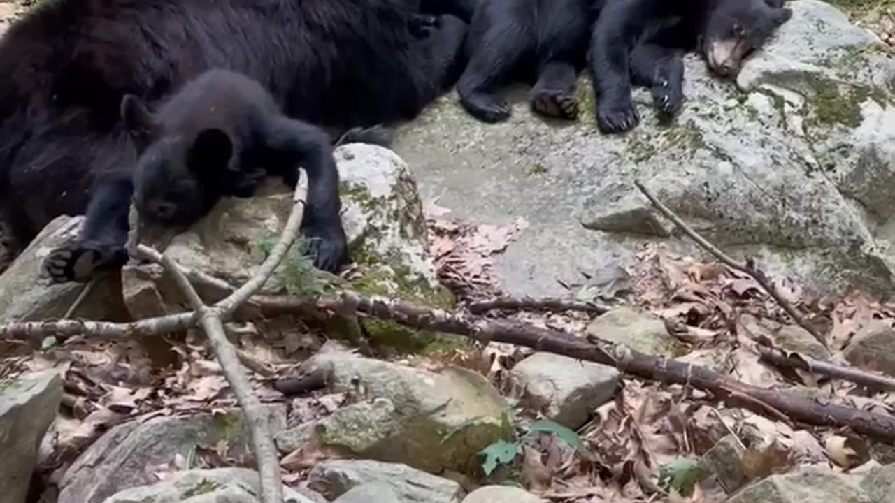 Mama Bear Napping With Her Cubs