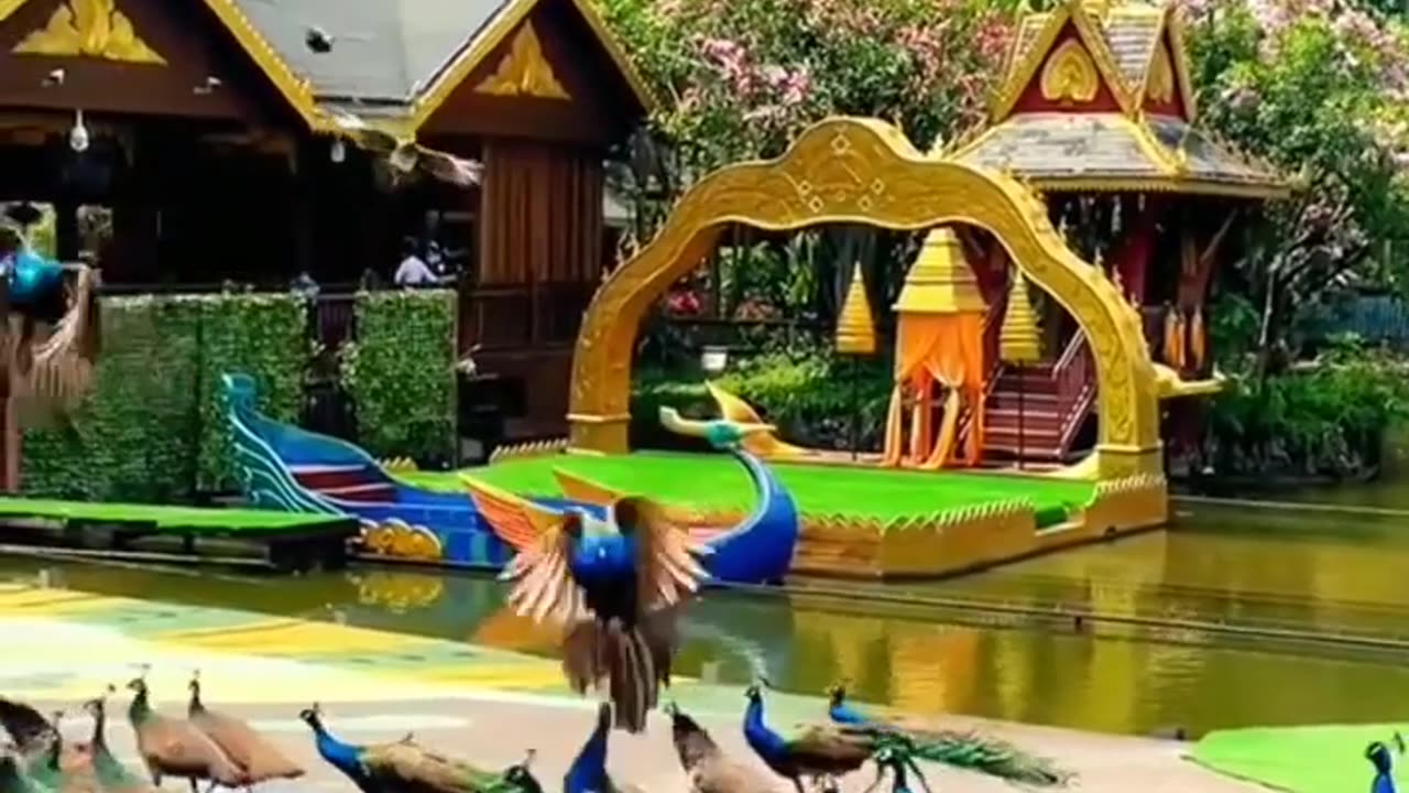 Beautiful Peacock