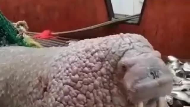 This is a beautiful and charming water-dwelling species