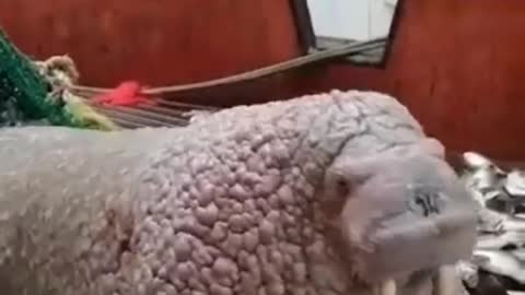 This is a beautiful and charming water-dwelling species