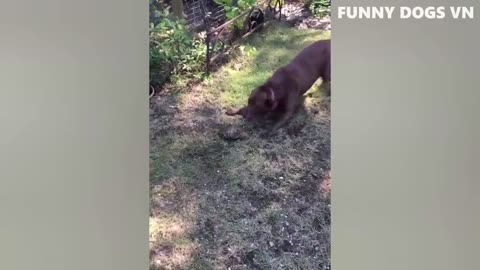 Funniest Animal Videos Try Not To Laugh