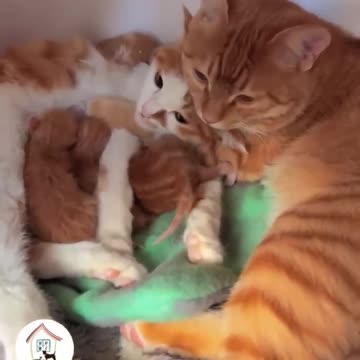 WOW, Your Babies Are So Cute! 😺😁.