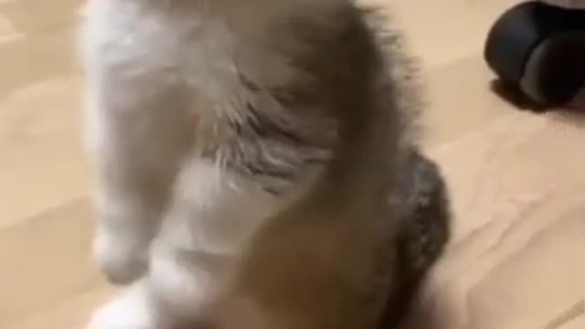 Funny cat