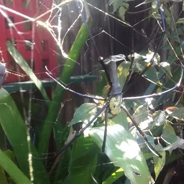 13.5.2024 Random Kuranda - Golden Orb & Her Male Friends