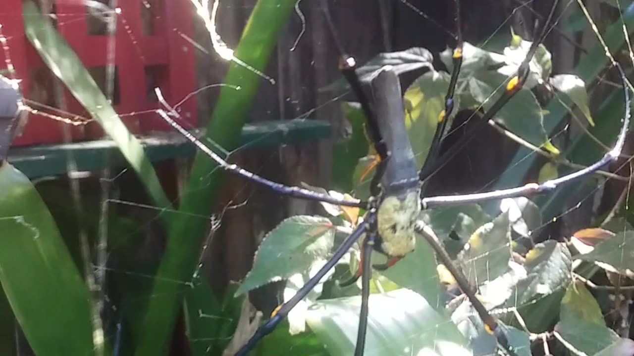 13.5.2024 Random Kuranda - Golden Orb & Her Male Friends