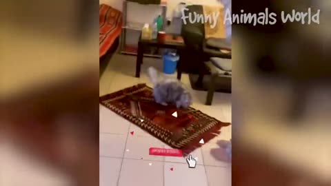 Funny Dogs And Cats Videos 2023 😅