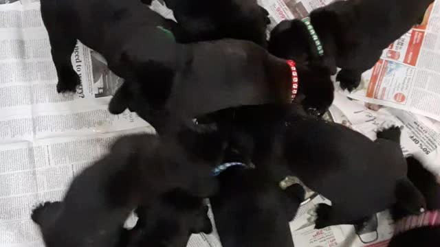 Warhammer Cane Corso Puppies