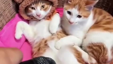 Get ready for some serious cuteness overload with this hilarious funniest shorts