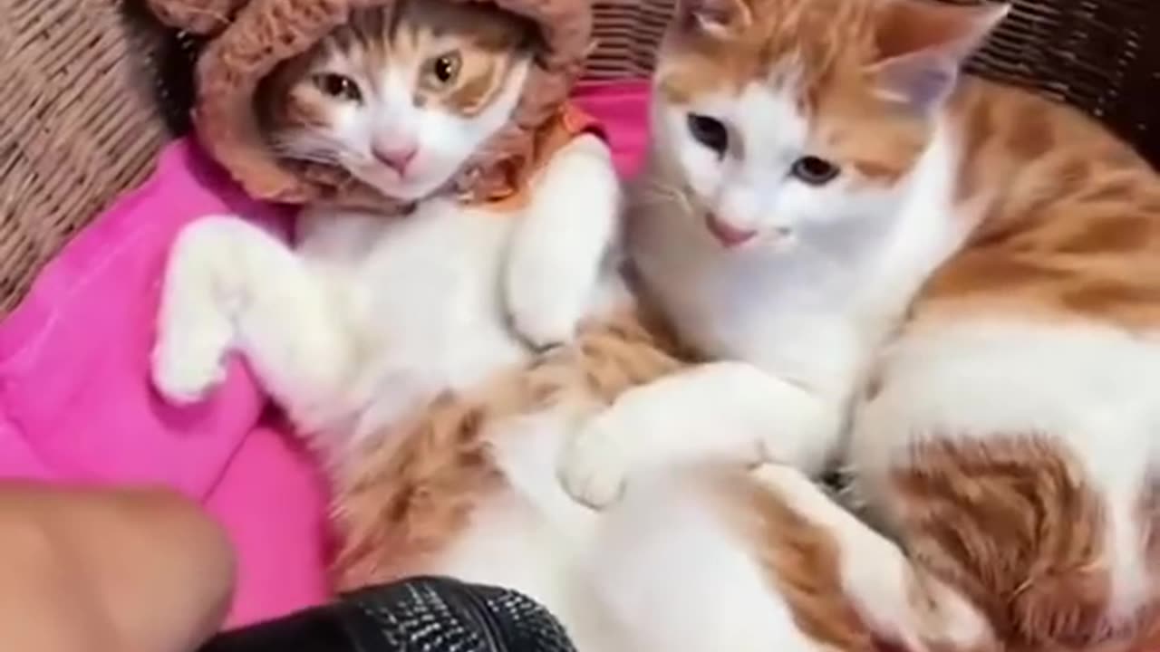 Get ready for some serious cuteness overload with this hilarious funniest shorts