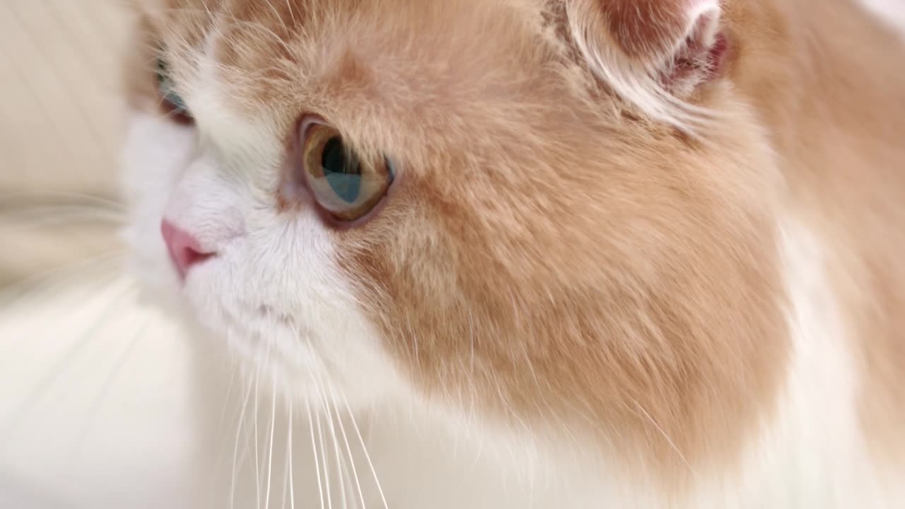 A Cat Getting Petting On The Bed