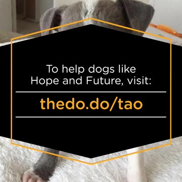 Abandoned Puppy Reunited With Mom