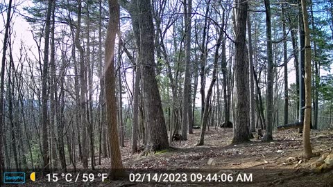 The Woods – 02/15/2023