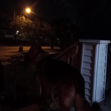 German shepherd howling!