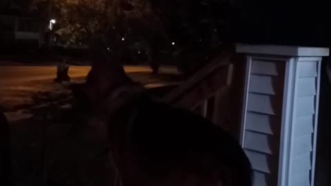 German shepherd howling!
