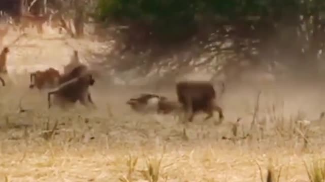 Baboons Trying To Rescue Impala From Leopard.