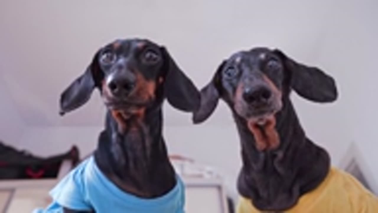 two funny idiots dogs