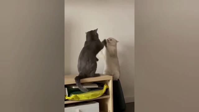 funny cat videos | cute cat video | funny cats and dogs🐶😻-Aarzoo