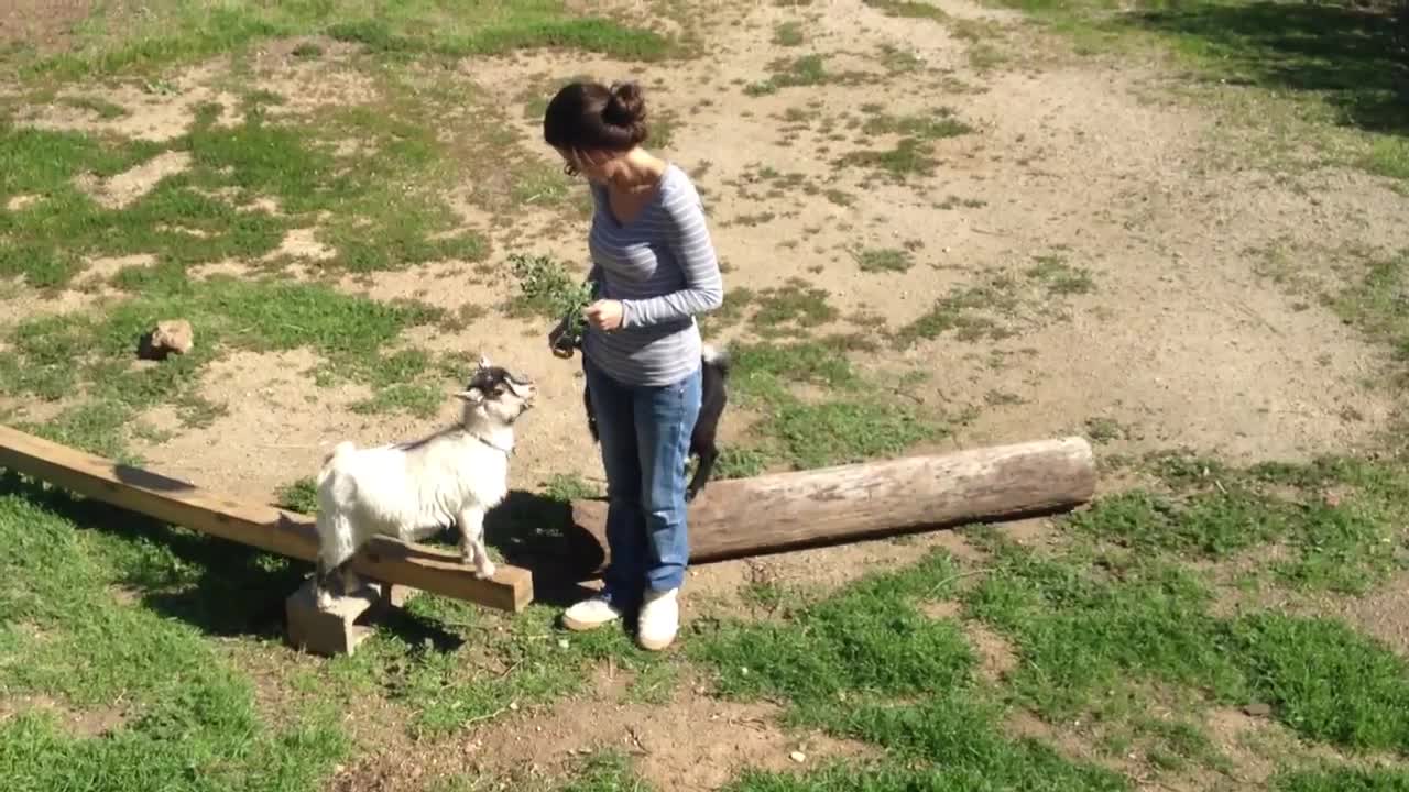 Begonia and Daffodil: Pygmy Goat Tricks