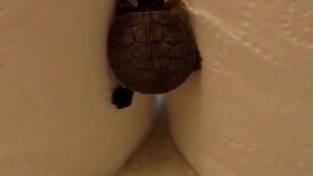 Tortoise's Way Forward