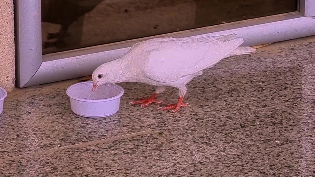 a cute pigeon